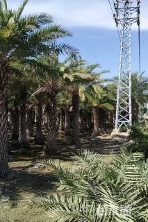 裸干高150厘米中东海枣