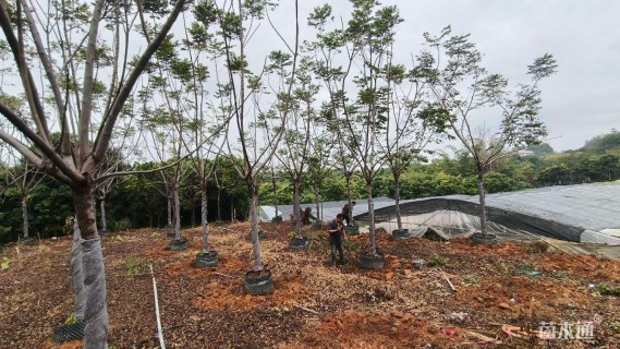 10公分台湾栾树