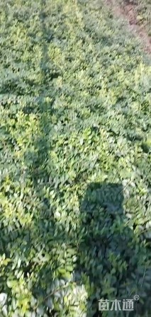 高度15厘米亮绿忍冬