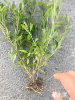 高度40厘米中叶栀子