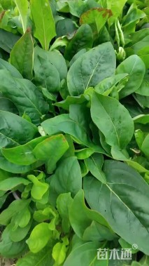 高度15厘米吊钟柳