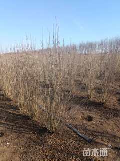 高度140厘米丛生木槿