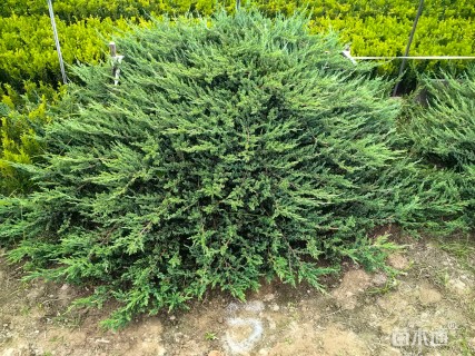 高度20厘米铺地柏