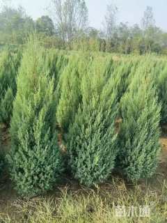 高度120厘米刺柏