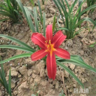 高度40厘米大花萱草