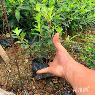 高度10厘米矮牵牛