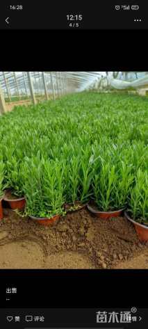 高度10厘米薰衣草