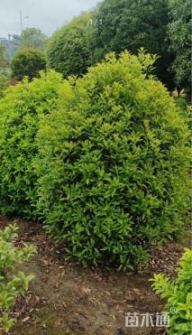 高度200厘米龙桂