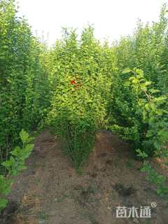 高度200厘米木槿