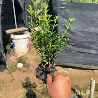 高度20厘米六月雪