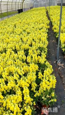 高度25厘米金鱼草