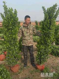 高度130厘米大叶黄杨柱