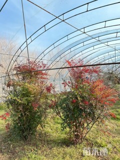 高度200厘米南天竹