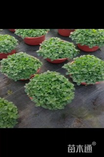 高度10厘米薄荷