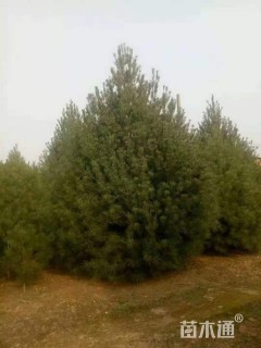 高度600厘米白皮松