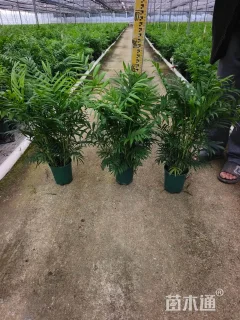 裸干高25厘米袖珍椰子