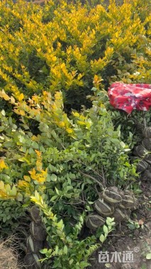 高度50厘米金森女贞