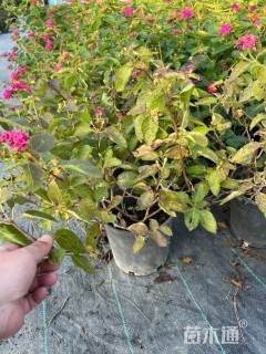 冠幅30厘米五色梅