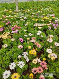 高度20厘米南非万寿菊