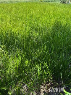 高度50厘米水菖蒲