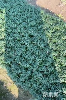 高度10厘米玉龙草