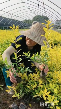 高度30厘米黄金枸骨