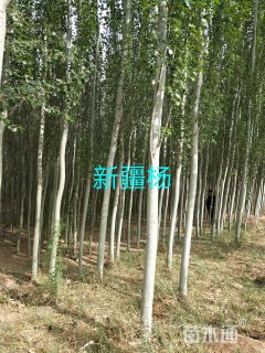 8公分新疆杨