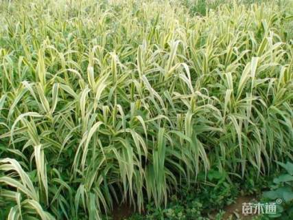 高度60厘米花叶芦竹
