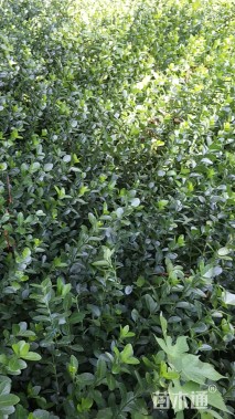 主蔓长40厘米小叶扶芳藤