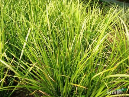金叶菖蒲
