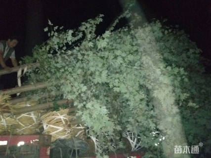 10公分美国红枫-秋火焰