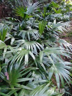 裸干高45厘米蒲葵