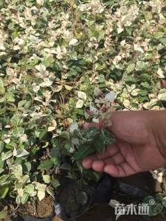 主蔓长40厘米花叶络石