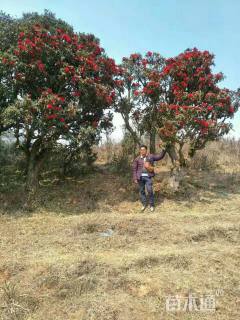 高度250厘米高山杜鹃