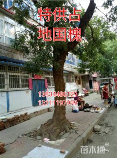 25公分国槐