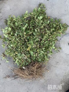 高度50厘米覆盆子