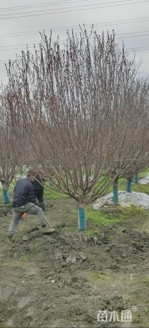 12公分绚丽海棠