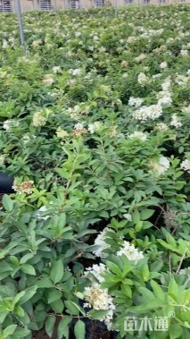 高度80厘米木本绣球