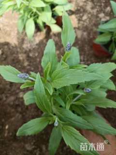 高度20厘米鼠尾草