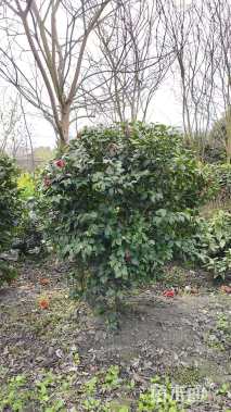 高度150厘米茶花