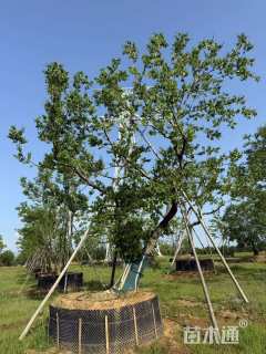 50公分(3杆)丛生朴树