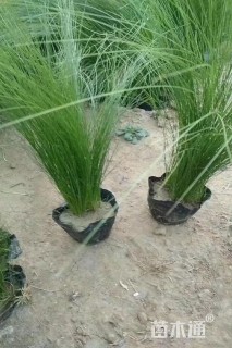 高度20厘米羽毛草