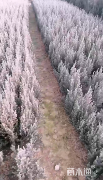 高度50厘米河南桧