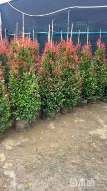 高度150厘米红车