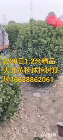 冠幅120厘米大叶黄杨球