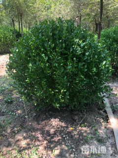 冠幅180厘米胶东卫矛球