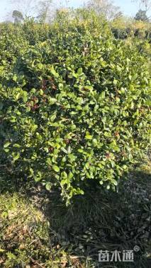 冠幅120厘米无刺枸骨球