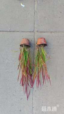 高度35厘米日本血草