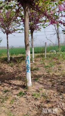 16公分巨紫荆-四季春1号