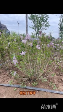 高度120厘米丛生丁香